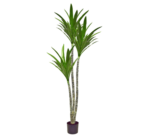 Yucca Tree- 1.8m with 3 heads
